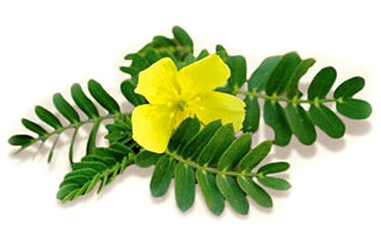 Gluconol-ek Tribulus terrestris dauka