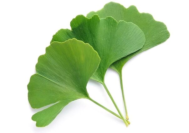 Gluconolek ginkgo biloba dauka